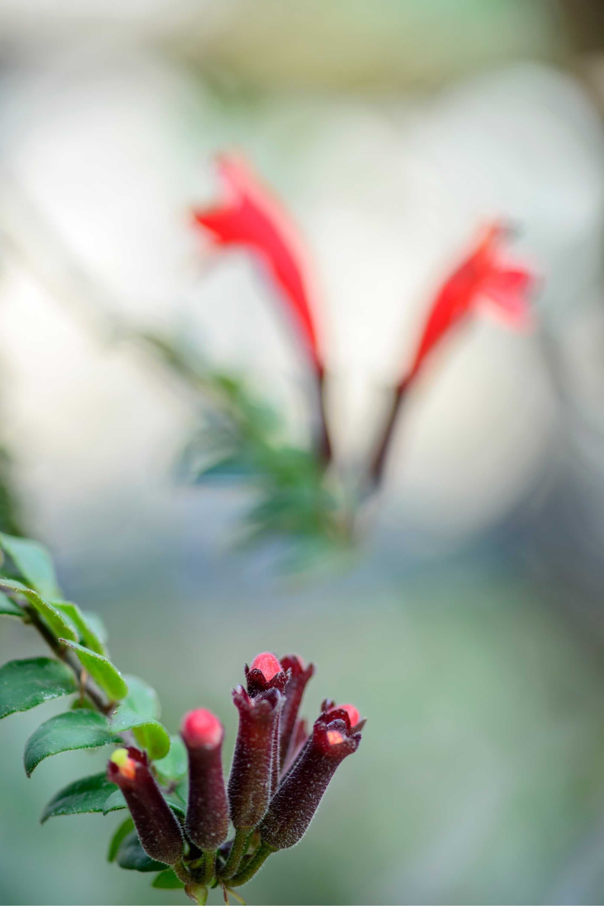 Indoor Plant Hanging pot Aeschynanthus radicans Aeschynanthus radicans