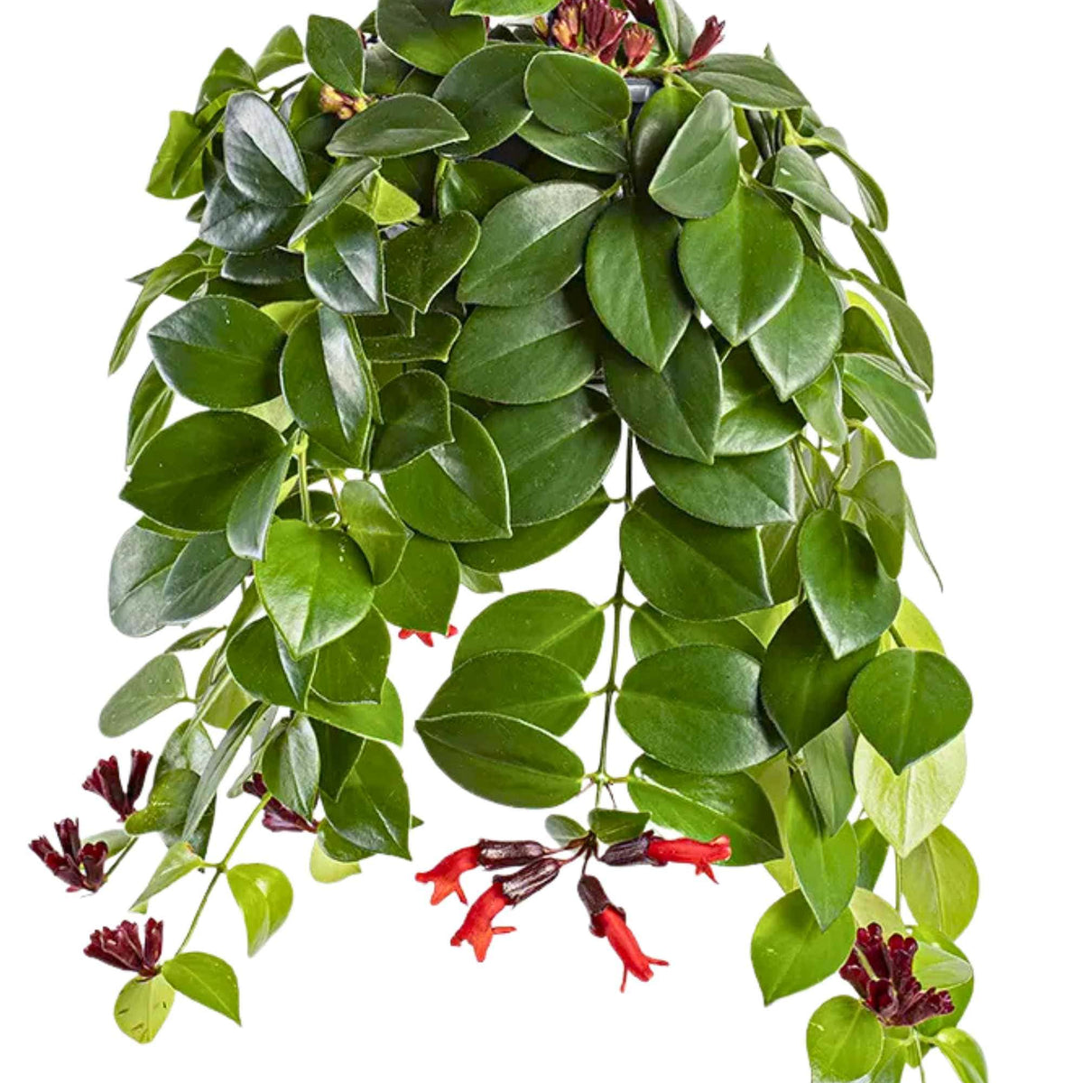 Aeschynanthus radicans – Adplants