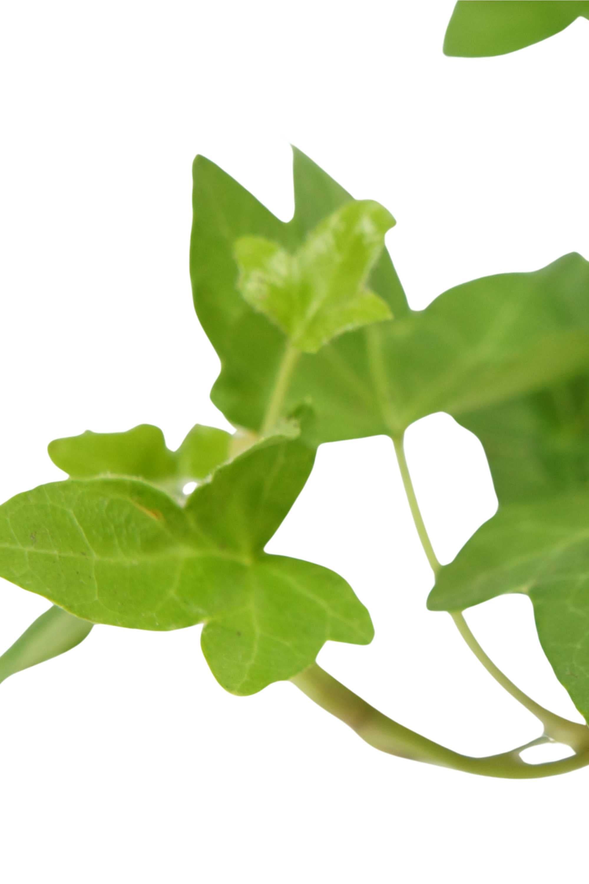 Indoor Plant Hedera helix Hedera helix