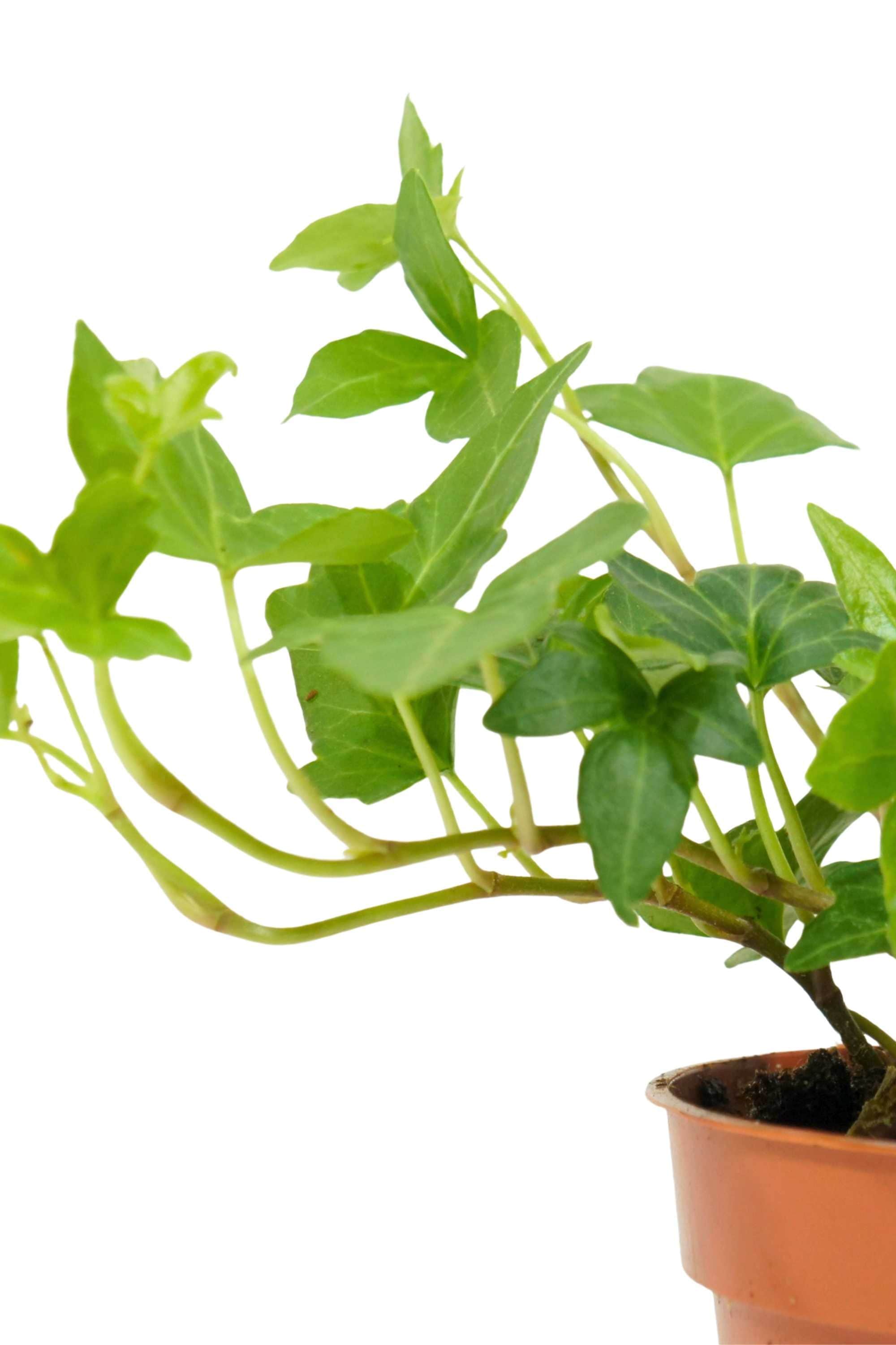 Indoor Plant Hedera helix Hedera helix