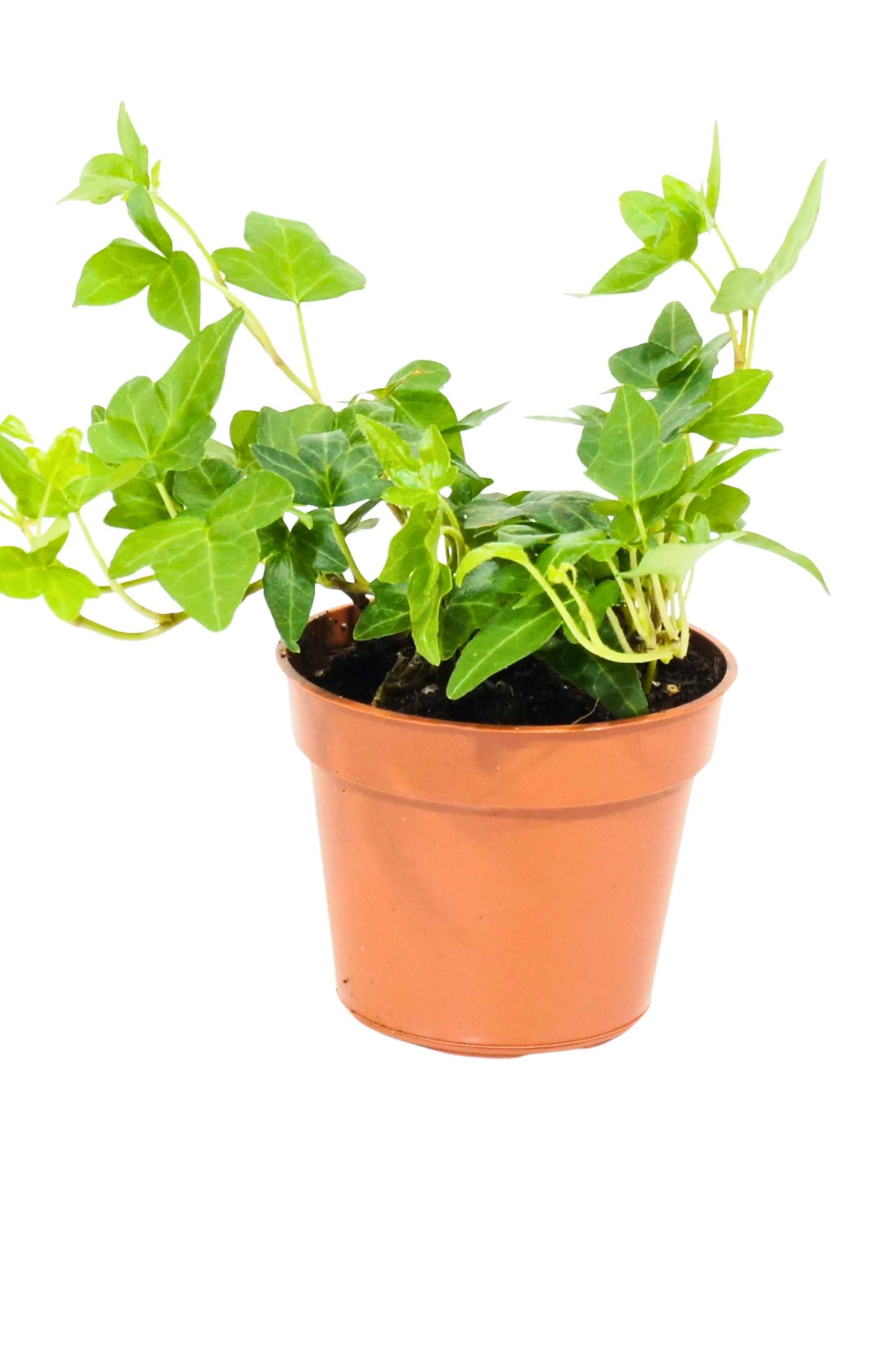 Indoor Plant Hedera helix Hedera helix