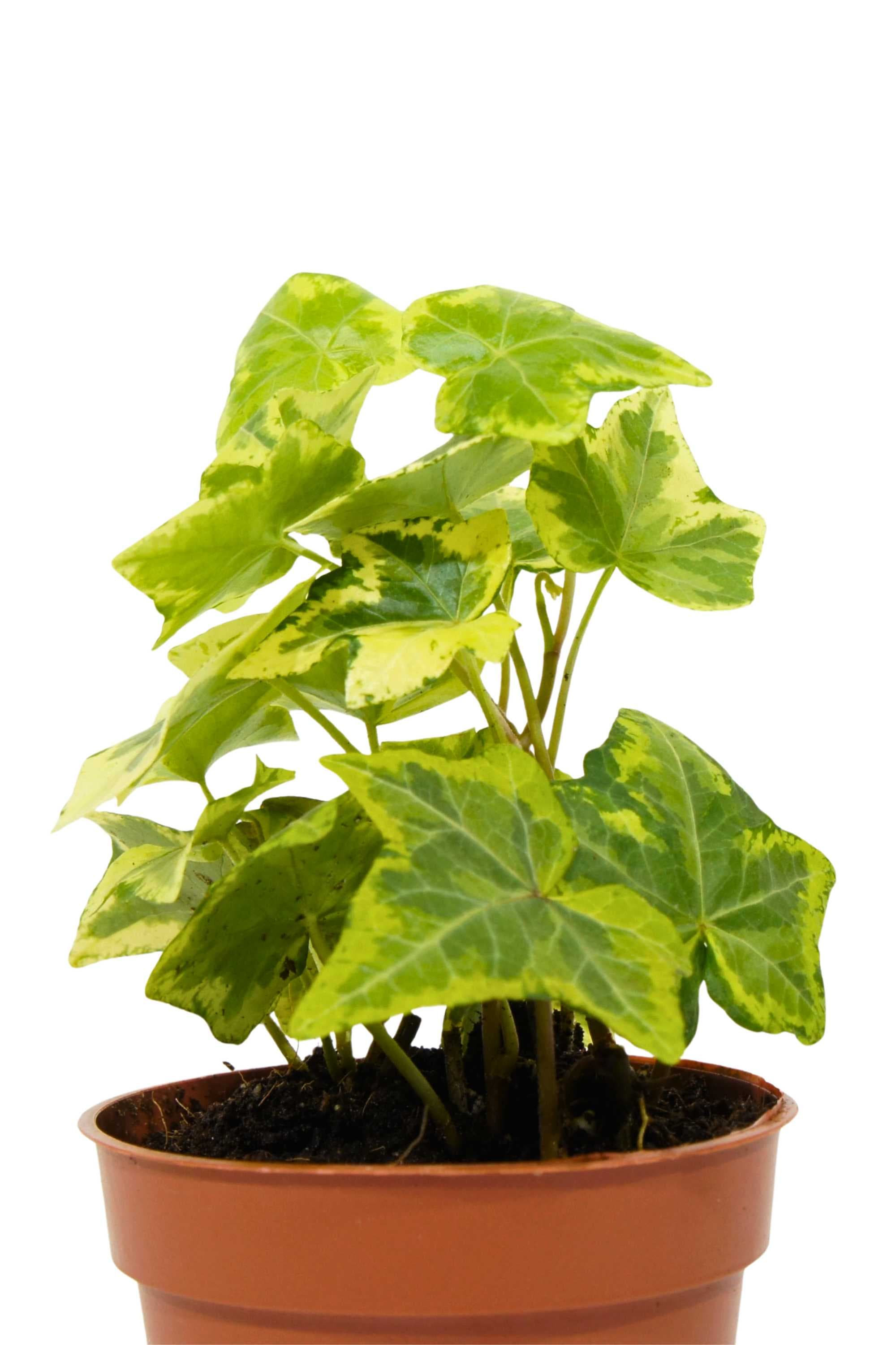 Indoor Plant Hedera helix Hedera helix