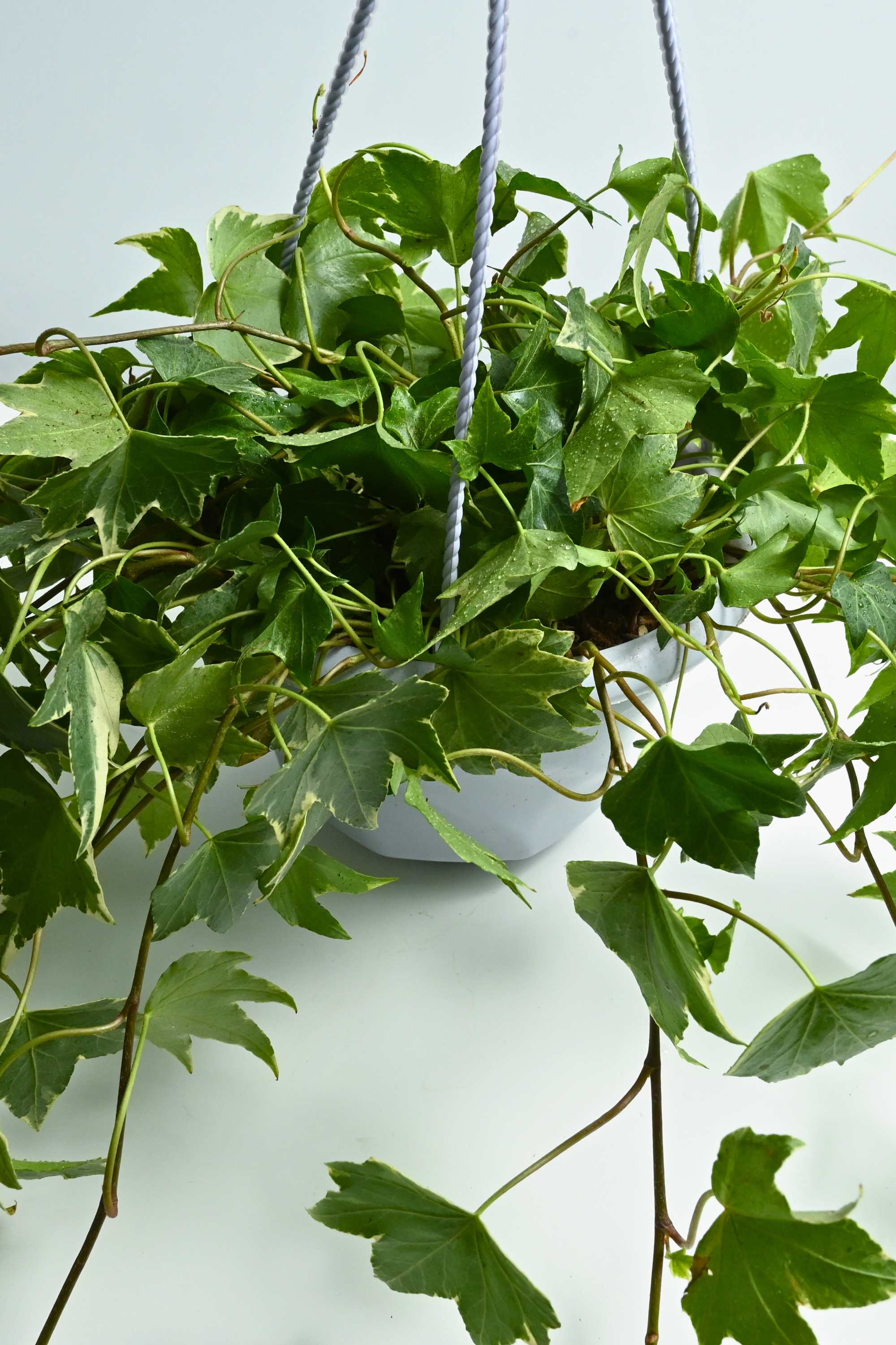 Indoor Plant Hedera helix Hedera helix