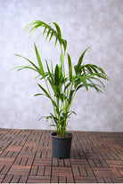 Indoor Plant Howea forsteriana Howea forsteriana