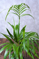 Indoor Plant Howea forsteriana Howea forsteriana