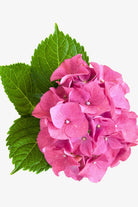 Indoor Plant Hydrangea macrophylla Hydrangea macrophylla