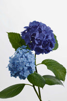 Indoor Plant Hydrangea macrophylla Hydrangea macrophylla
