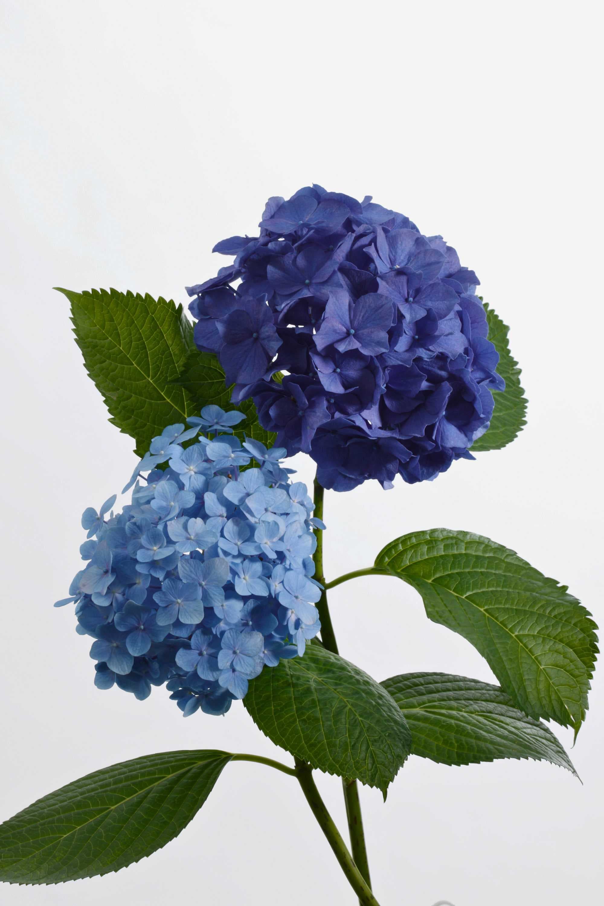 Indoor Plant Hydrangea macrophylla Hydrangea macrophylla