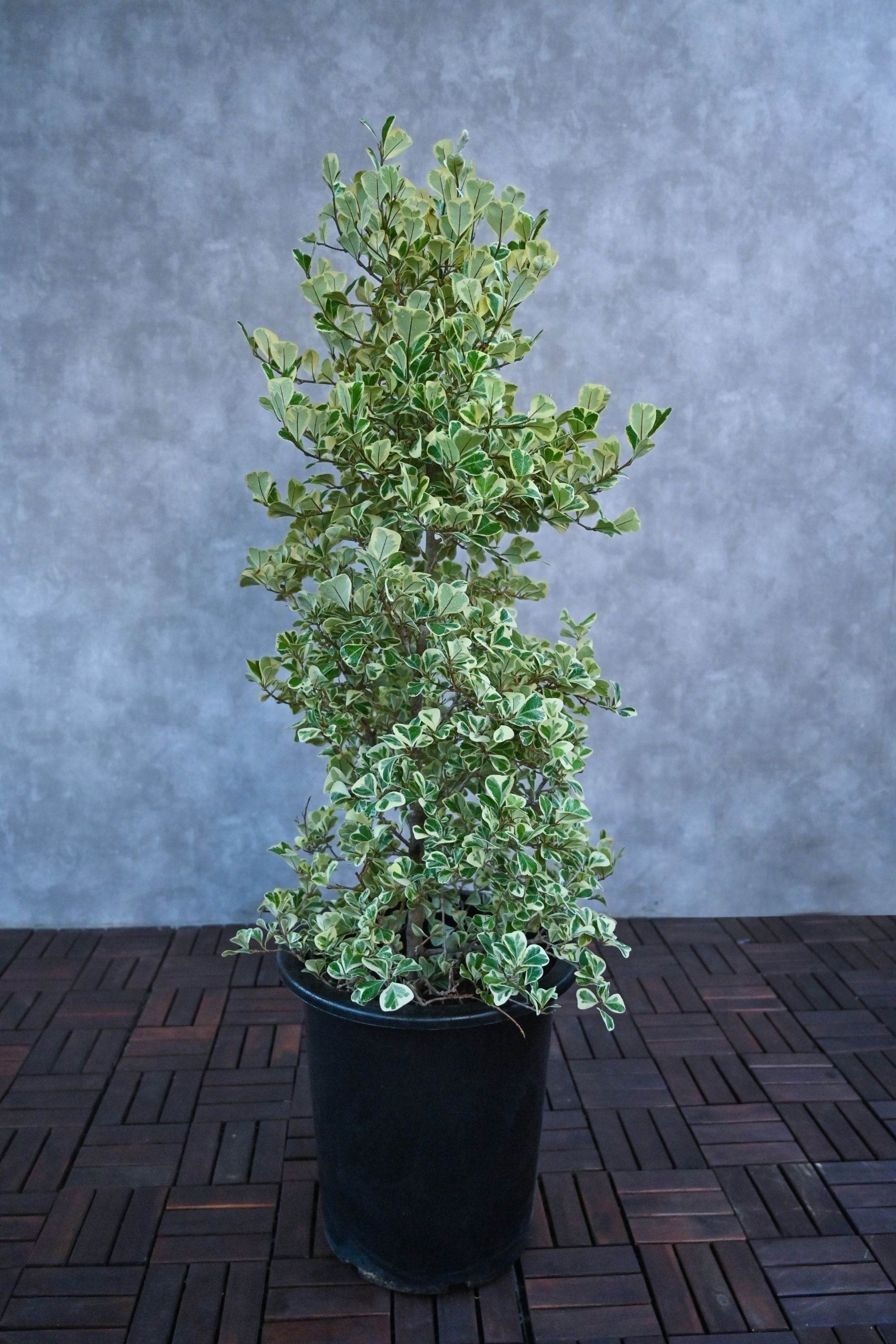 Indoor Plant Large 100-120 cms / Default Plastic Pot Ficus triangularis variegated Ficus triangularis variegated