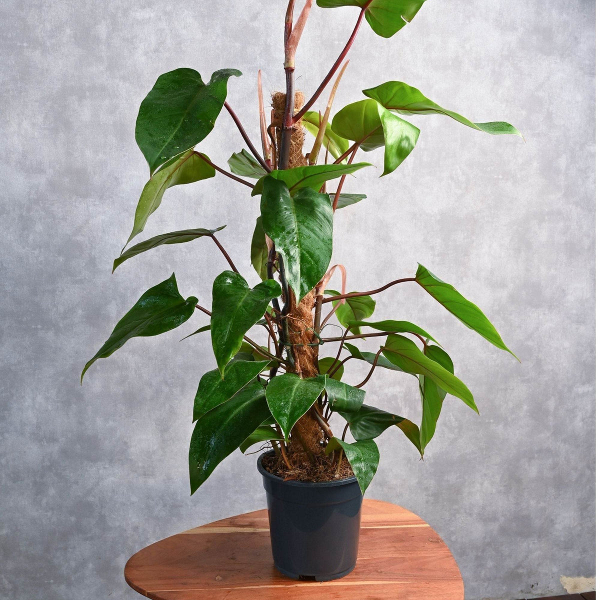 Philodendron red emerald – Adplants