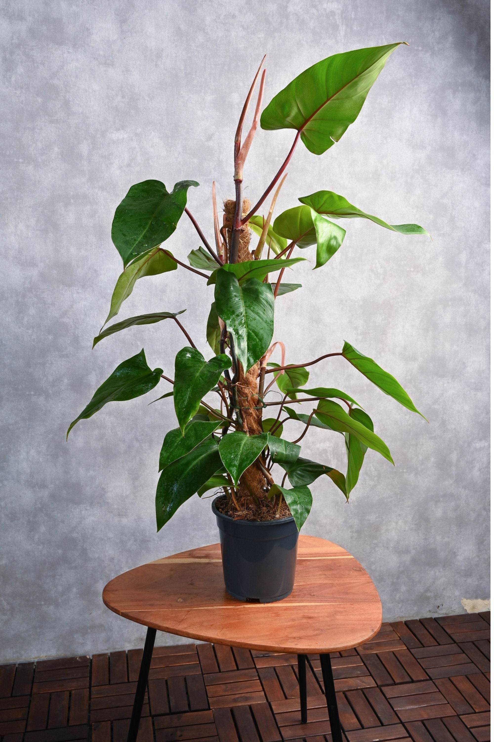 Indoor Plant Large 100-120 cms / Default Plastic Pot Philodendron red emerald Philodendron red emerald