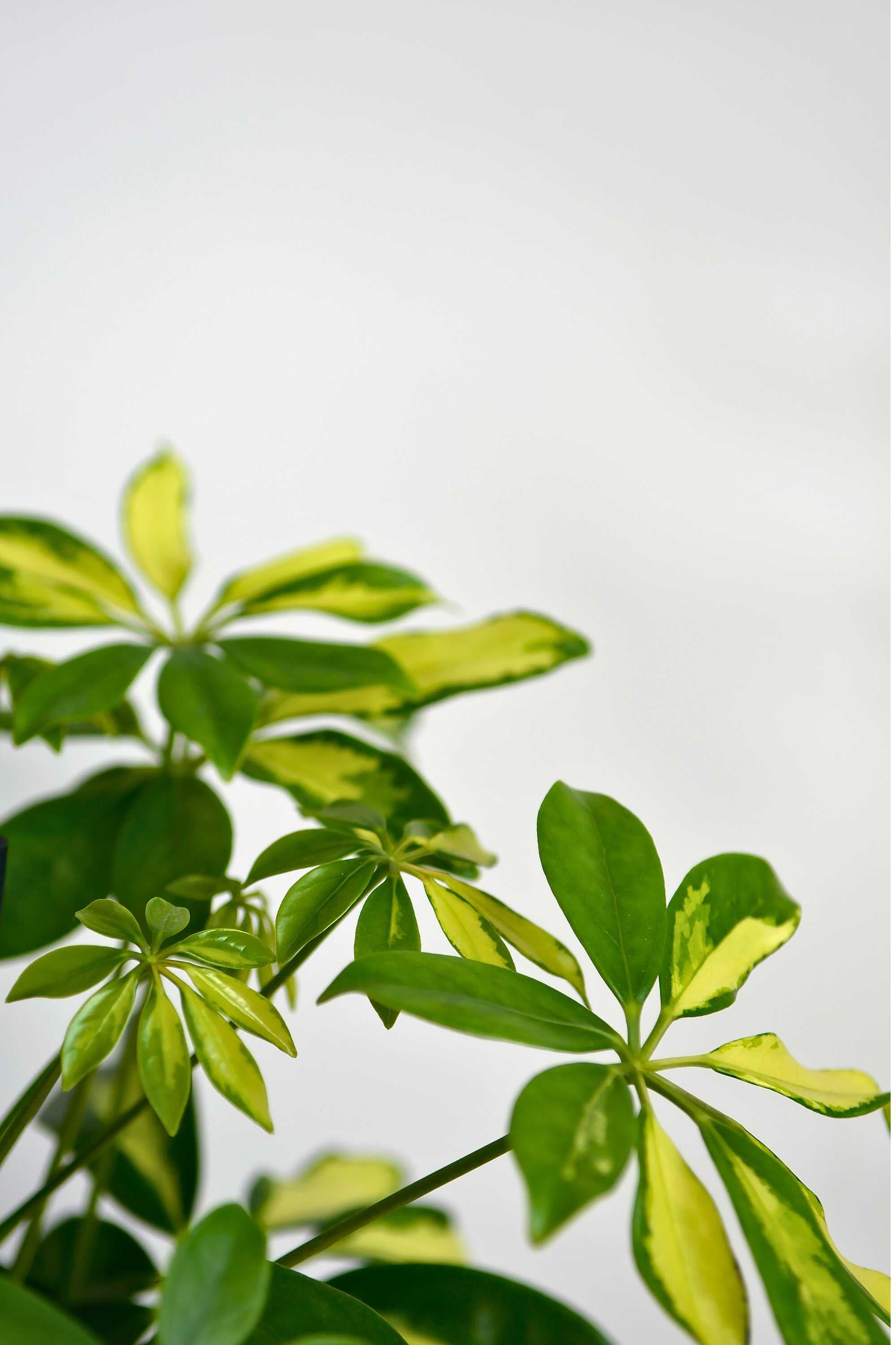 Indoor Plant Large 110-120 cms Gold Capella Gold Capella