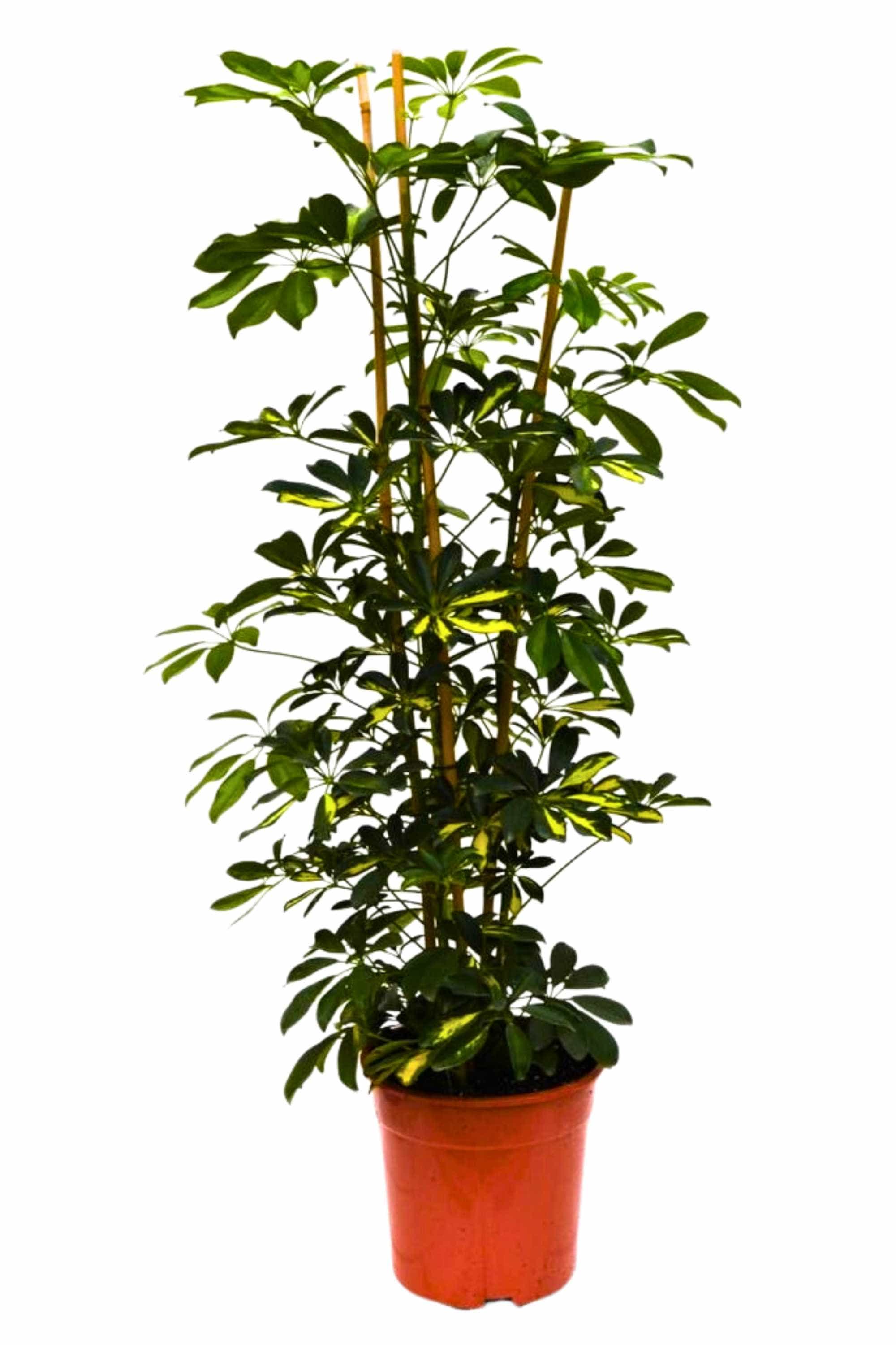 Indoor Plant Large 110-120 cms Gold Capella Gold Capella