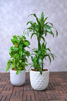 Indoor Plant Large 120-150 cms Beginner's Duo - Dracaena Janet craig and Money Plant Beginner's Duo - Dracaena Janet craig and Money Plant