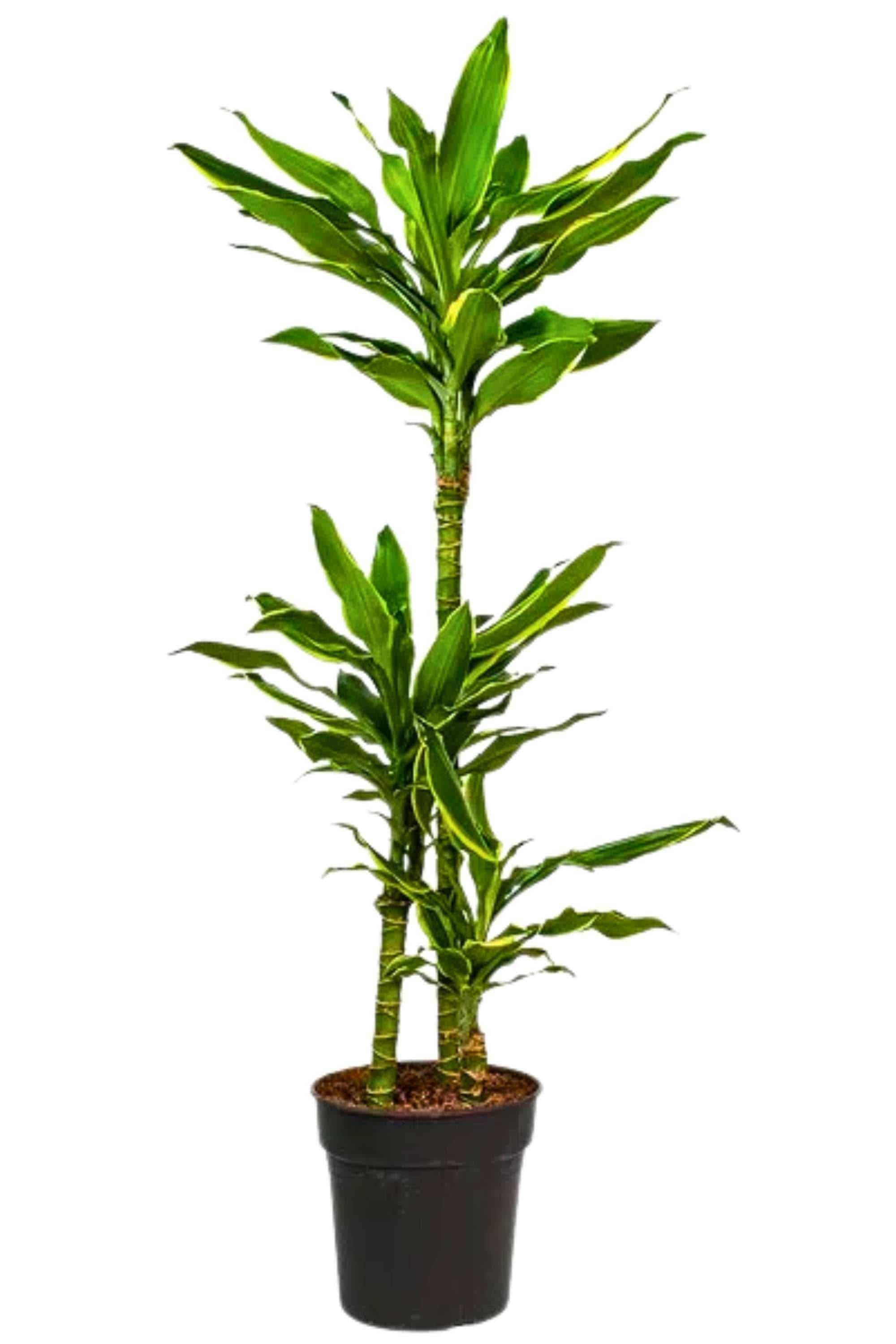 Indoor Plant Large 120-150 cms Dracaena fragrans 'Golden Coast' Dracaena fragrans 'Golden Coast'