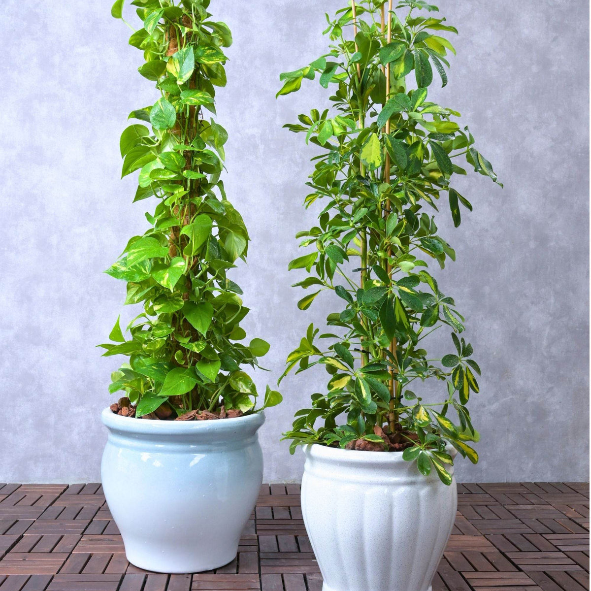 money plant australia Beginner's Duo