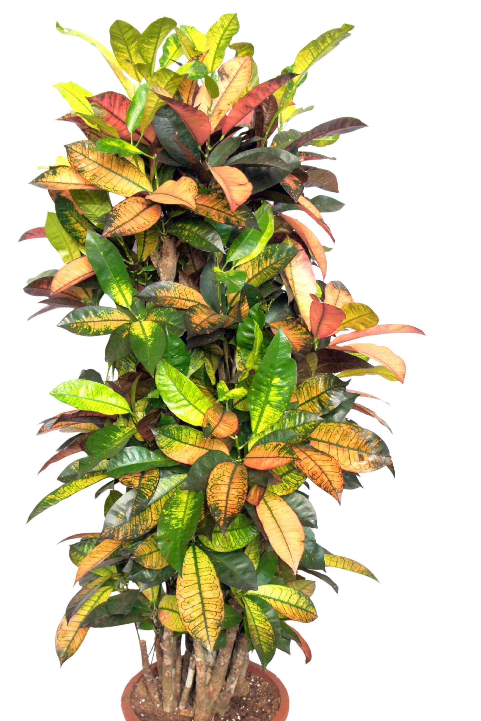 Indoor Plant Large 150-180 cms Codiaeum variegatum ‘Petra’ Codiaeum variegatum ‘Petra’