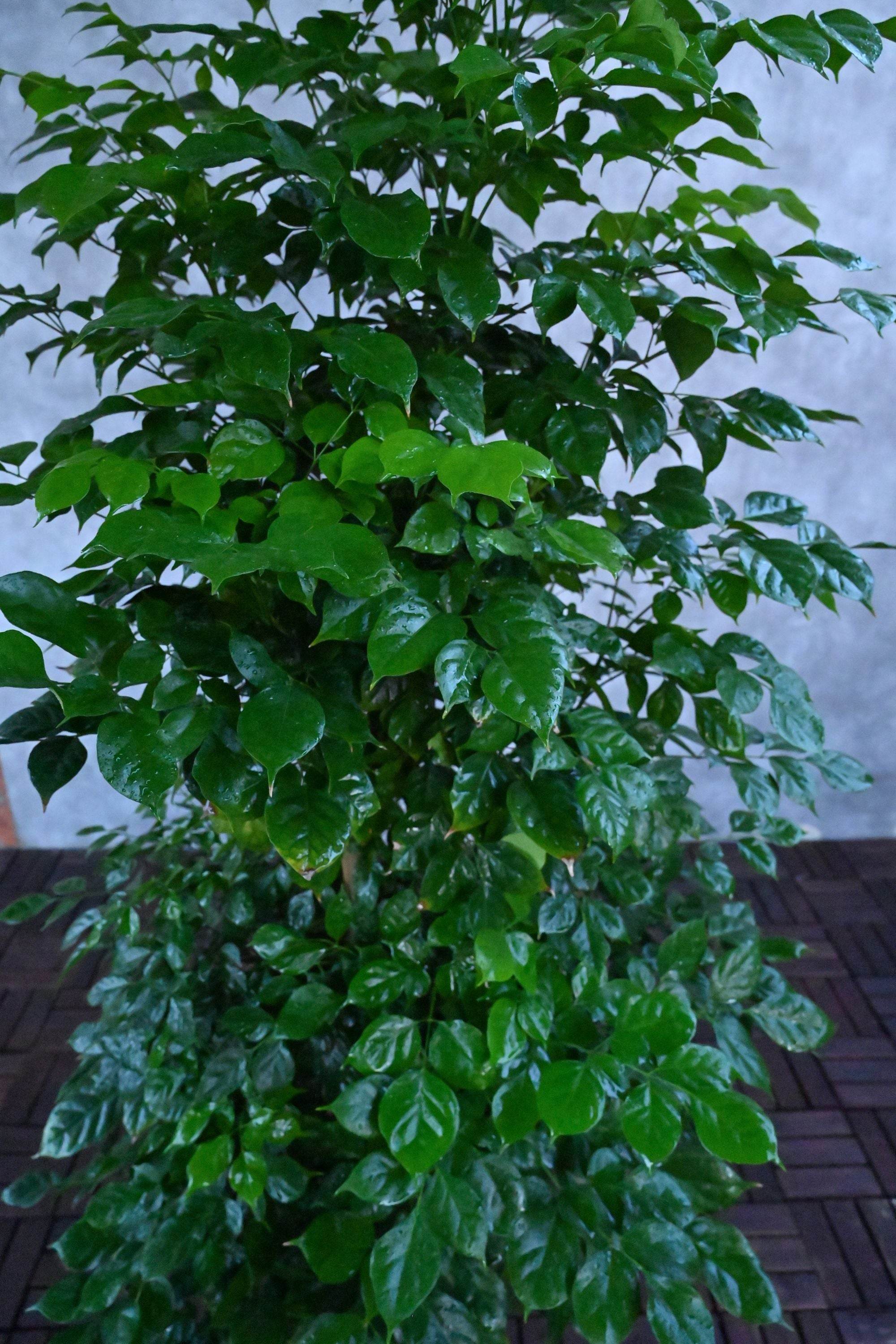 Indoor Plant Large 150-180 cms / Default Plastic Pot Radermachera sinica Radermachera sinica