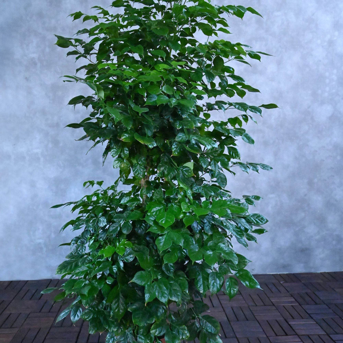 Radermachera Sinica Adplants radermachera-sinica-adplants