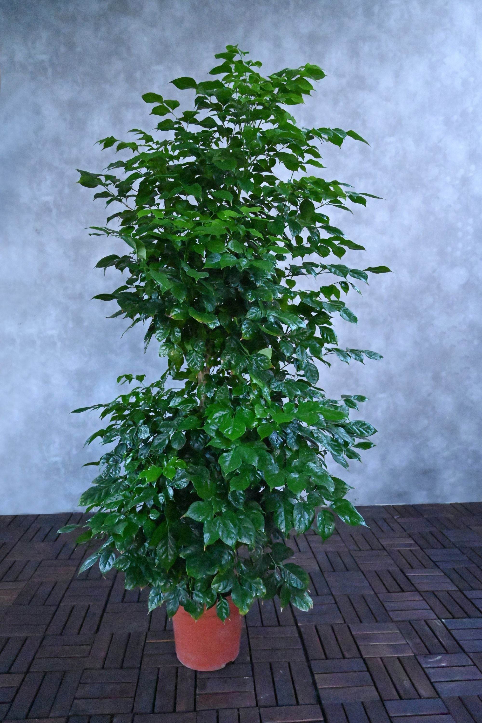 Indoor Plant Large 150-180 cms / Default Plastic Pot Radermachera sinica Radermachera sinica