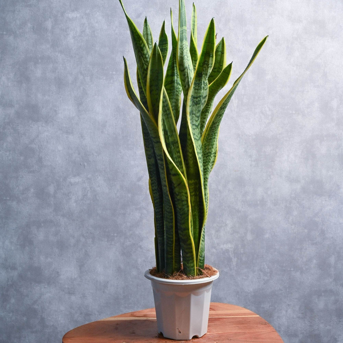 sansevieria trifasciata pet safe Sansevieria trifasciata 'Laurentii' – Adplants