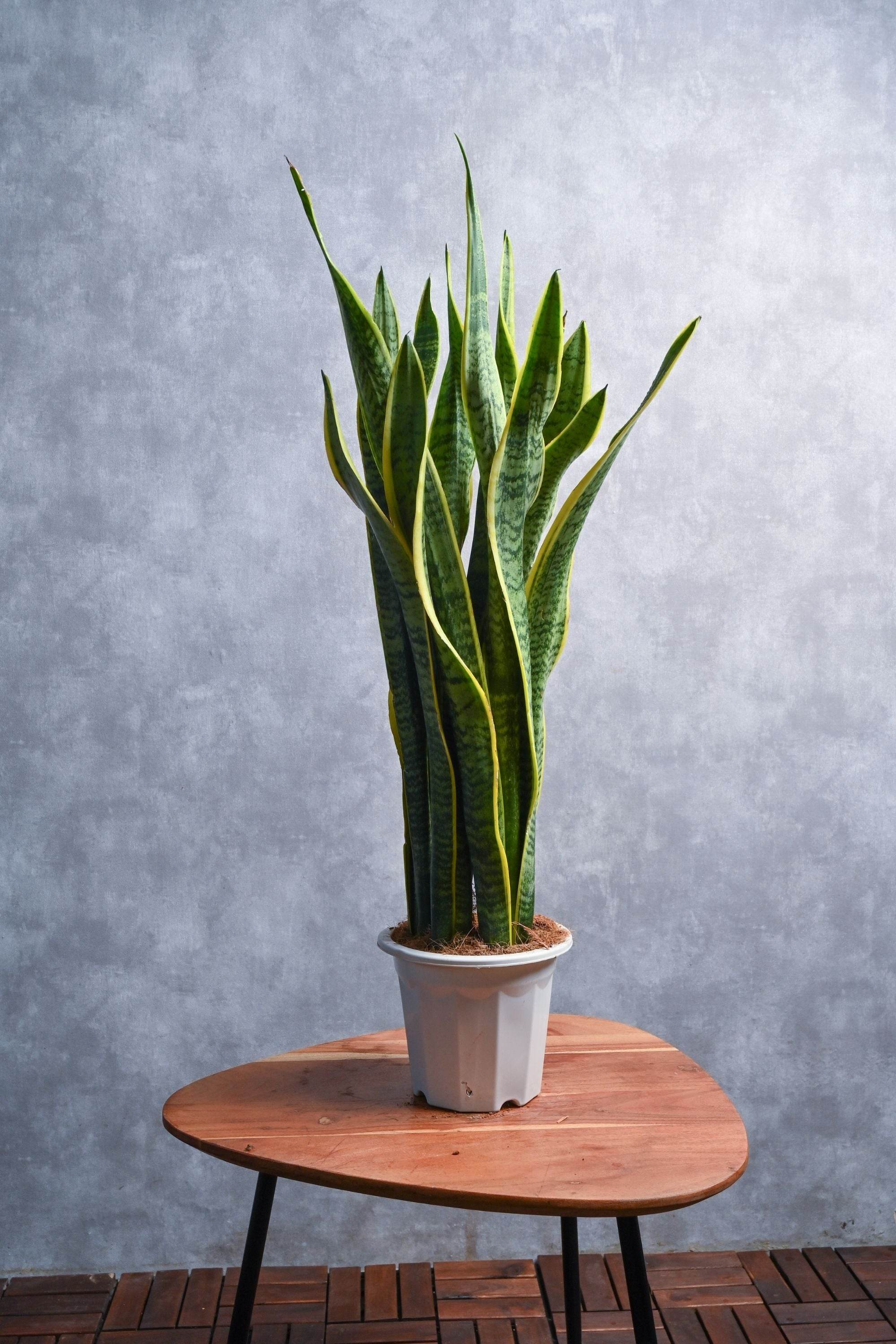 Indoor Plant Large 40-50 cms Sansevieria trifasciata ‘Laurentii’ Sansevieria trifasciata ‘Laurentii’