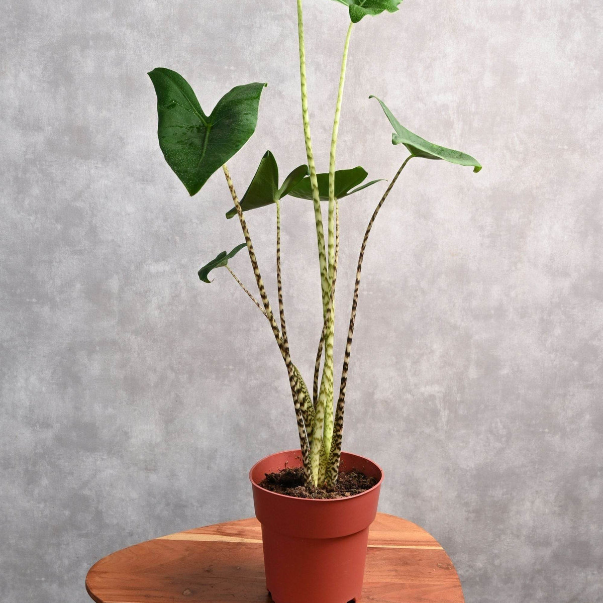 Alocasia Zebrina – Adplants