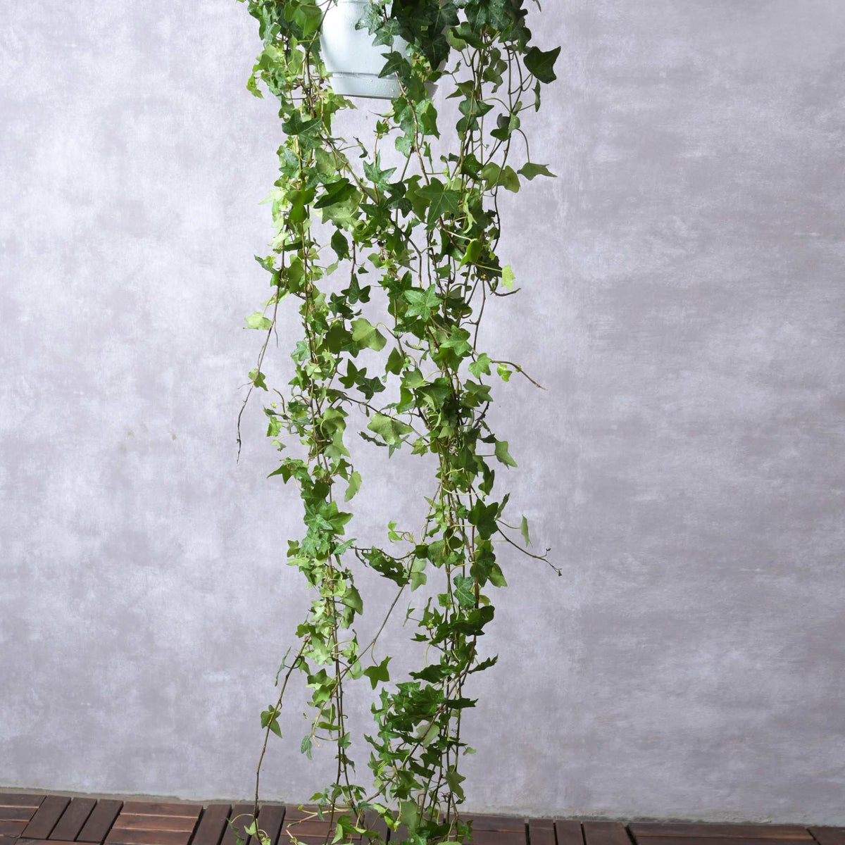 Hedera helix – Adplants