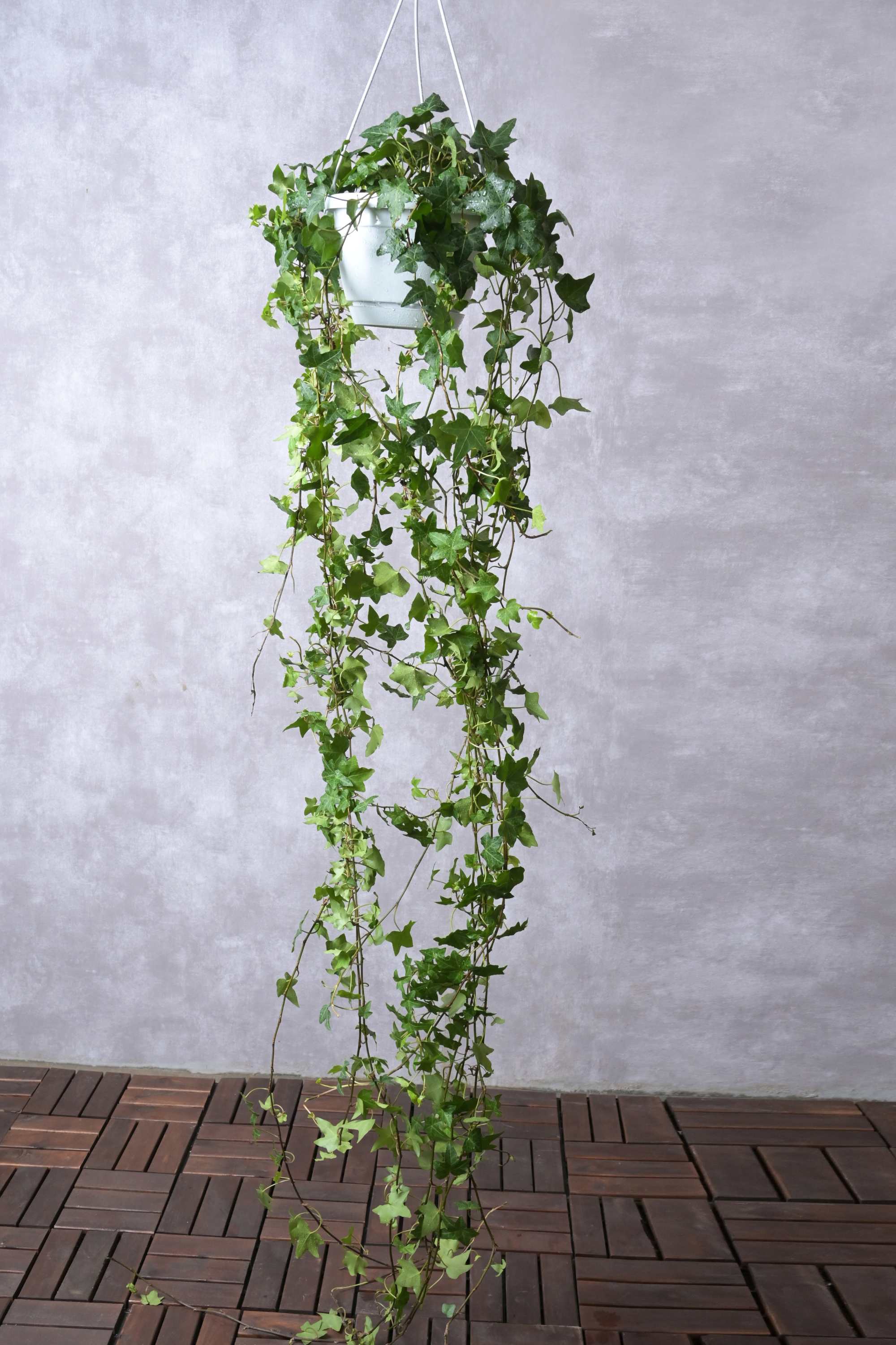 Indoor Plant Large Hedera helix Hedera helix