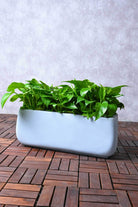 Indoor Plant Long Rectangular GRC Green Pothos Green Pothos
