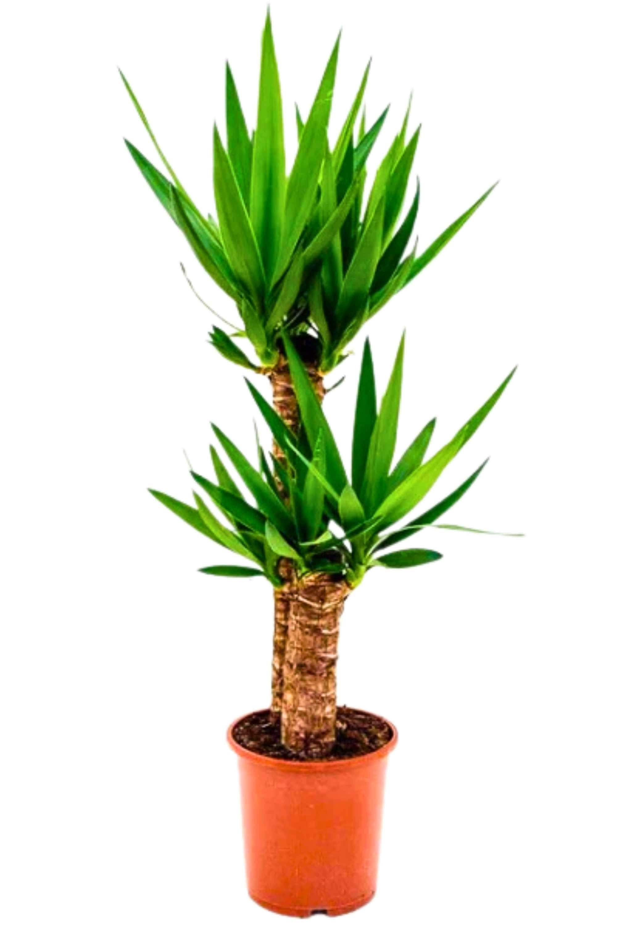 Indoor Plant Medium 100-120 cms 3pp Yucca Elephantipes Yucca Elephantipes
