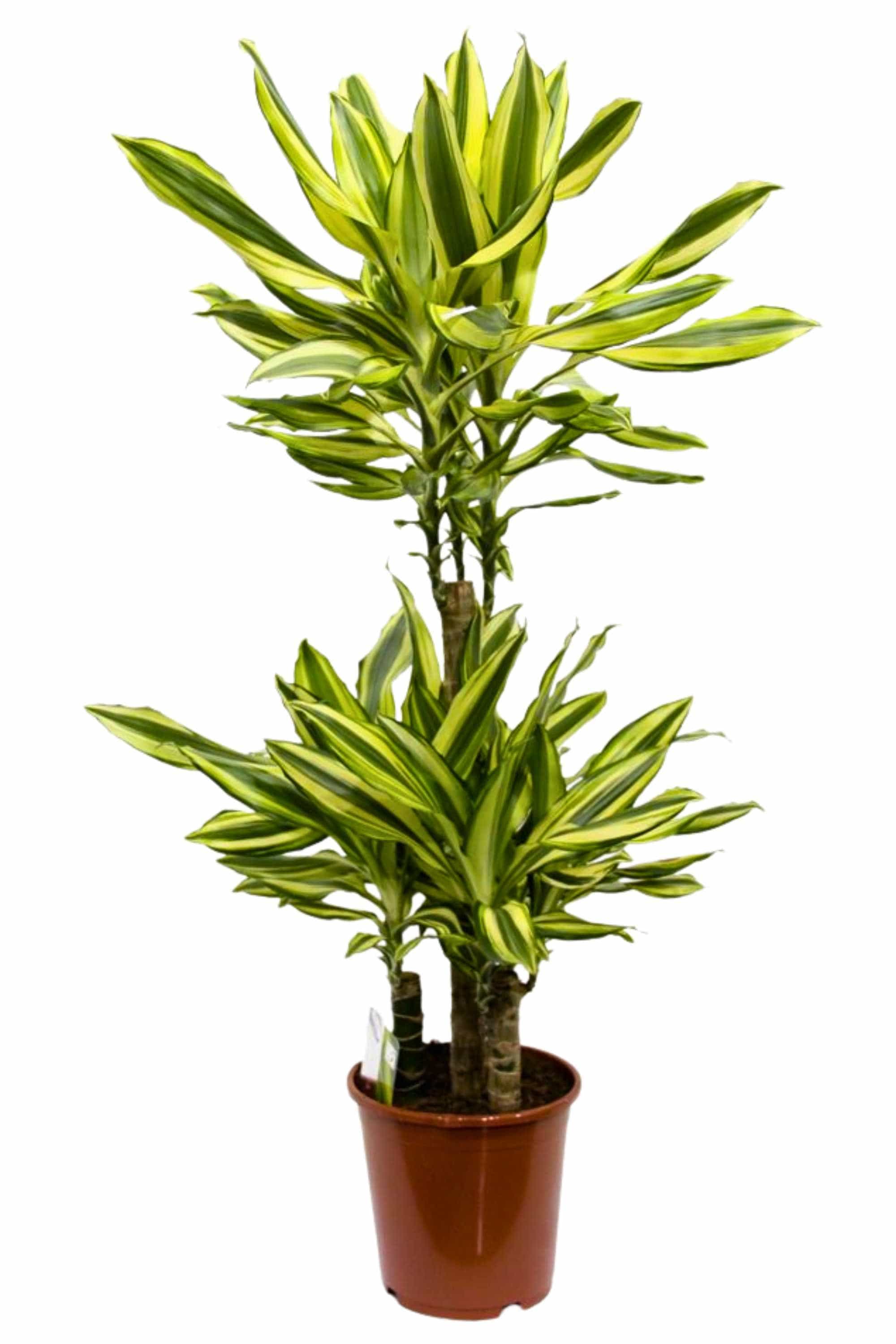 Indoor Plant Medium 100 x 120 cms Dracaena Yellow Coast Dracaena Yellow Coast