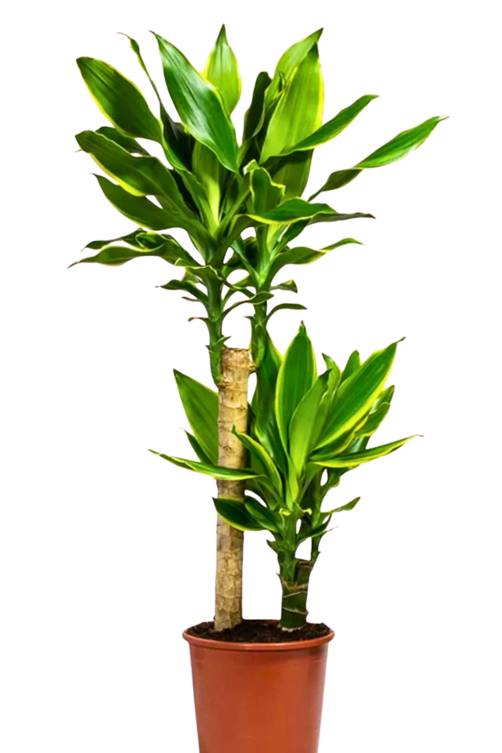 Indoor Plant Medium 120 cms Dracaena fragrans 'Golden Coast' Dracaena fragrans 'Golden Coast'
