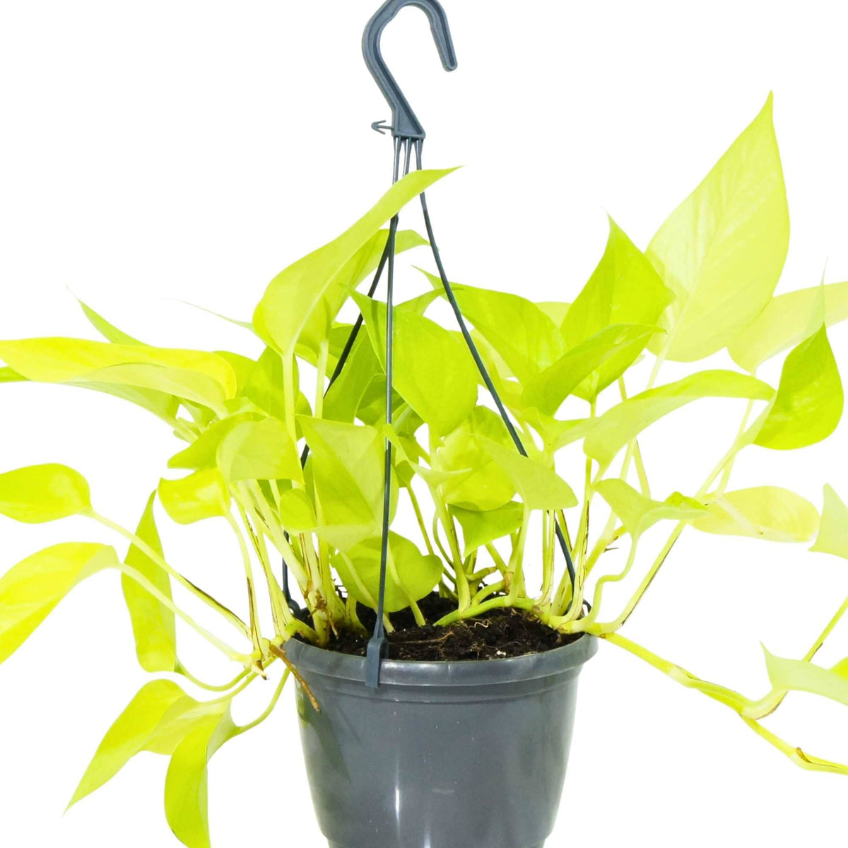 golden pothos yellow stem Neon Pothos – Adplants