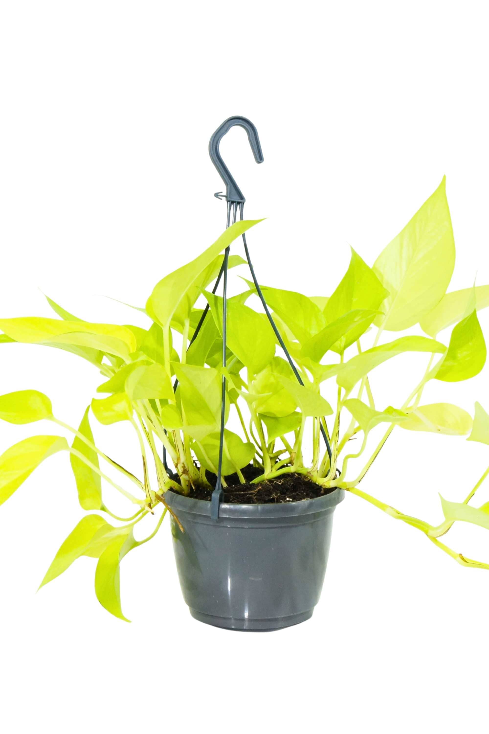 Indoor Plant Medium 15-25 cms Neon Pothos Neon Pothos