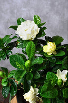 Indoor Plant Medium 20-30 cms Gardenia Jasmenoides Gardenia Jasmenoides