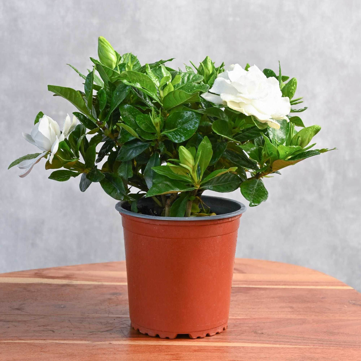 gardenia indoor or outdoor plant Gardenia Jasmenoides – Adplants