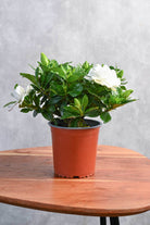 Indoor Plant Medium 20-30 cms Gardenia Jasmenoides Gardenia Jasmenoides