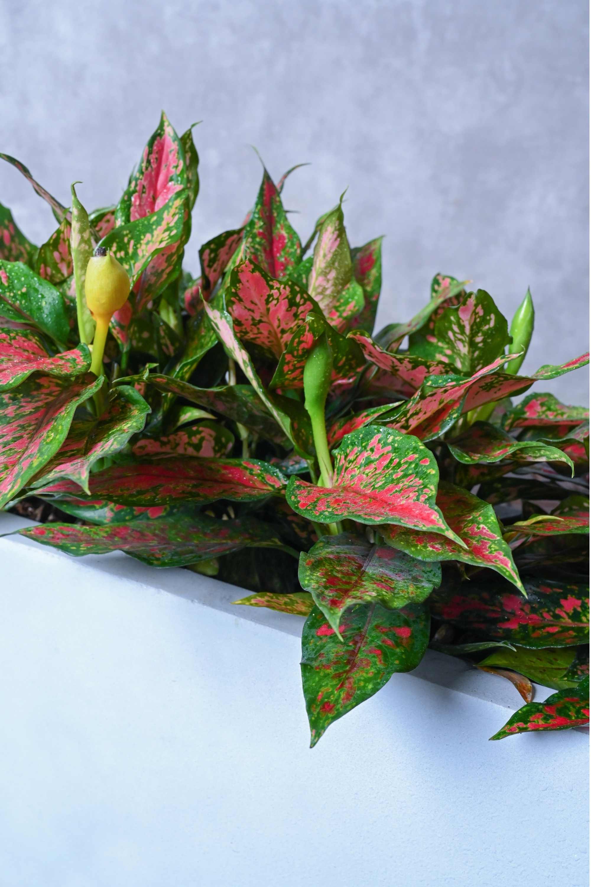 Indoor Plant Medium 20-30 cms / GRC Pot Aglaonema Commutatum 'Red' Aglaonema Commutatum 'Red'