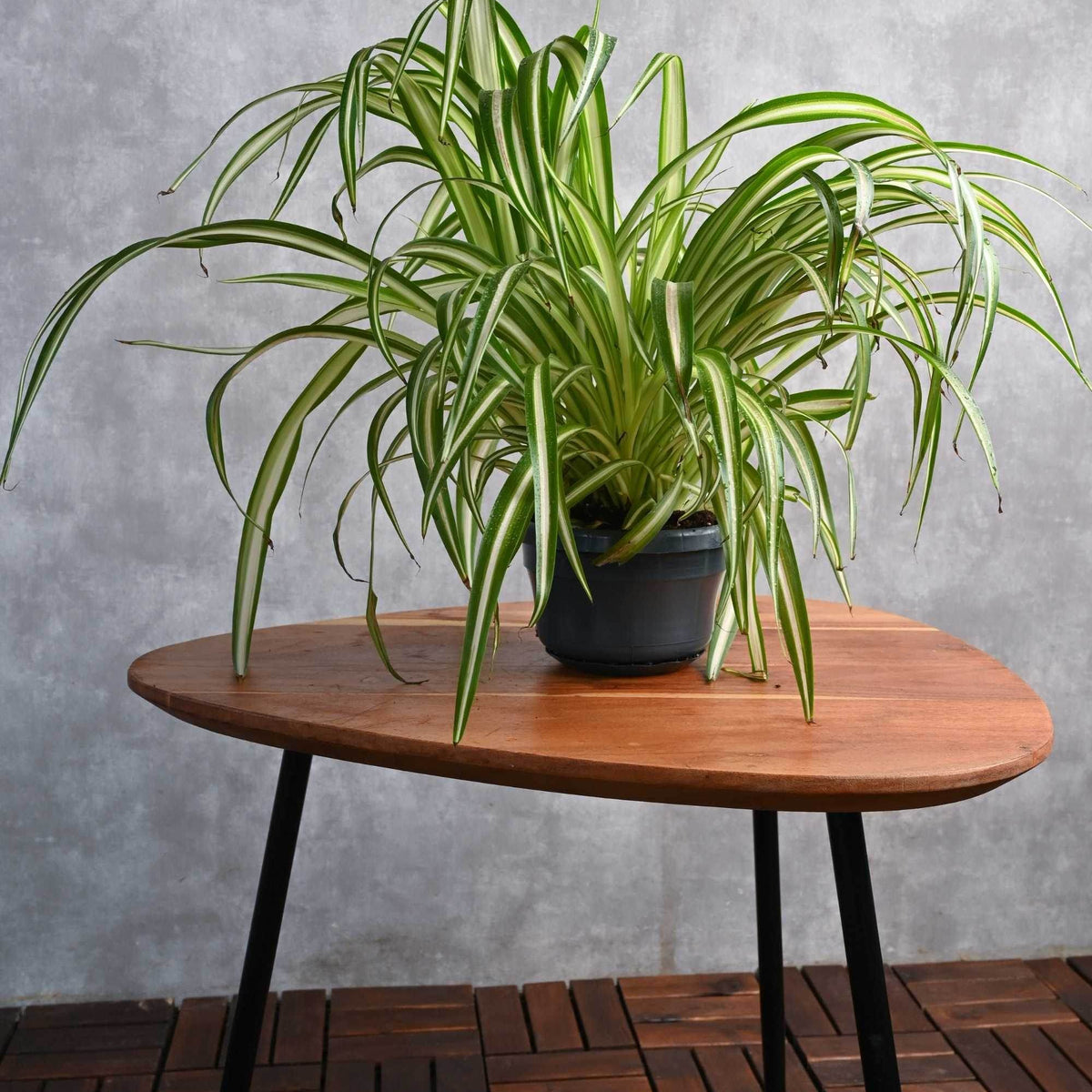 plant stand for spider plant Chlorophytum comosum – Adplants