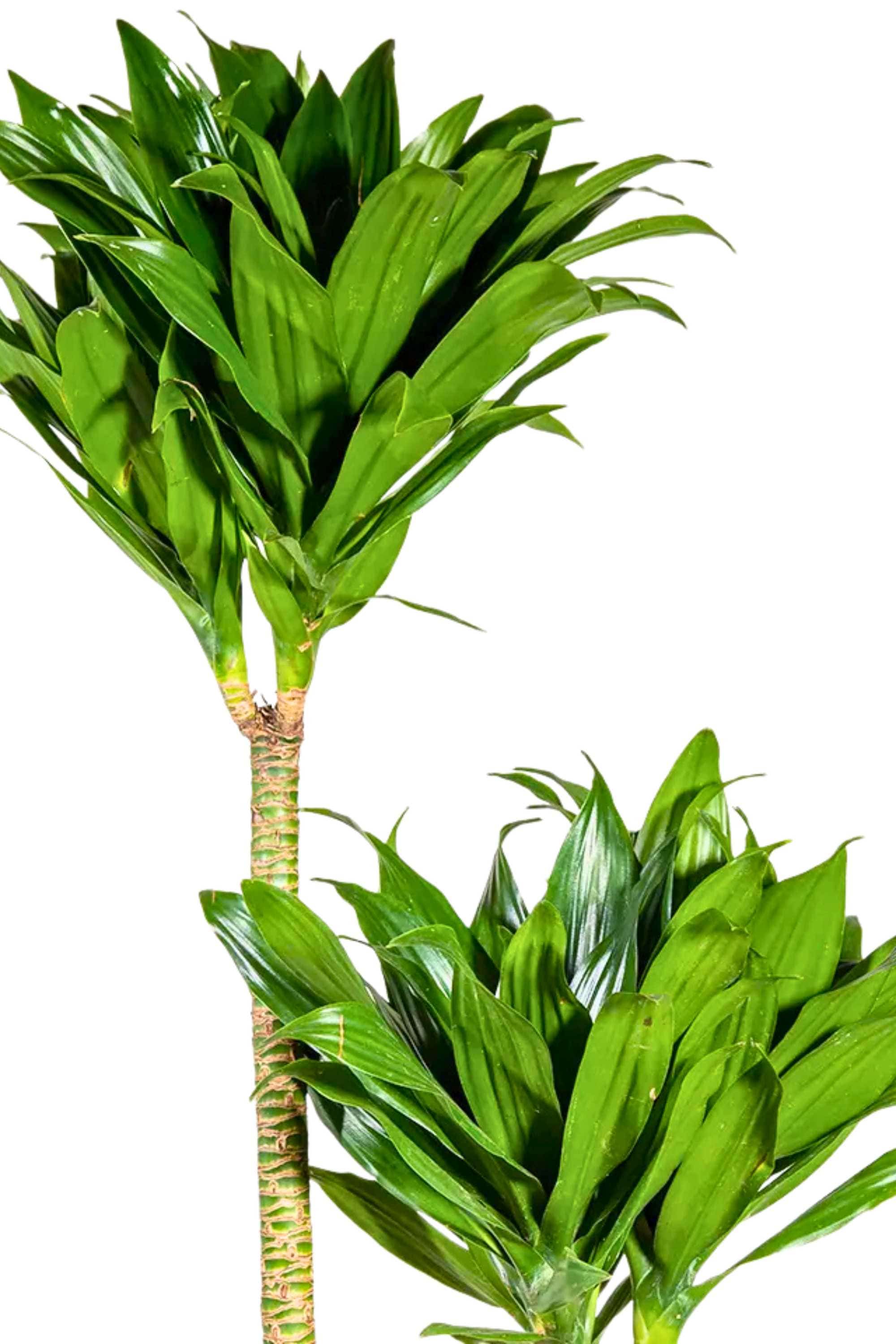 Indoor Plant Medium 2pp 100-120 cms Dracaena deremensis Compacta Dracaena deremensis Compacta