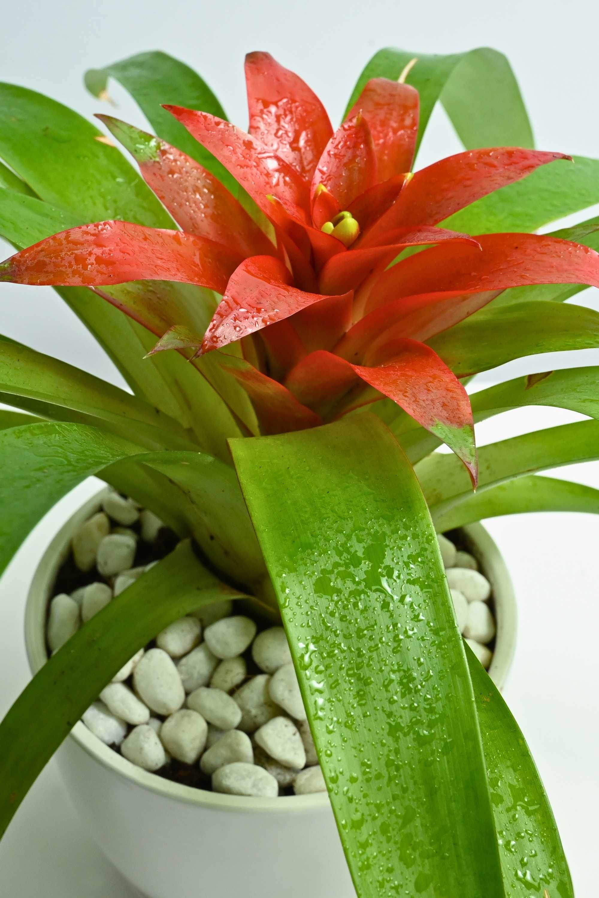 Indoor Plant Medium 30-40 cms / Default Plastic Pot Guzmania spp Guzmania spp