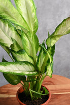 Indoor Plant Medium 30-40 cms Dieffenbachia Maculata Dieffenbachia Maculata