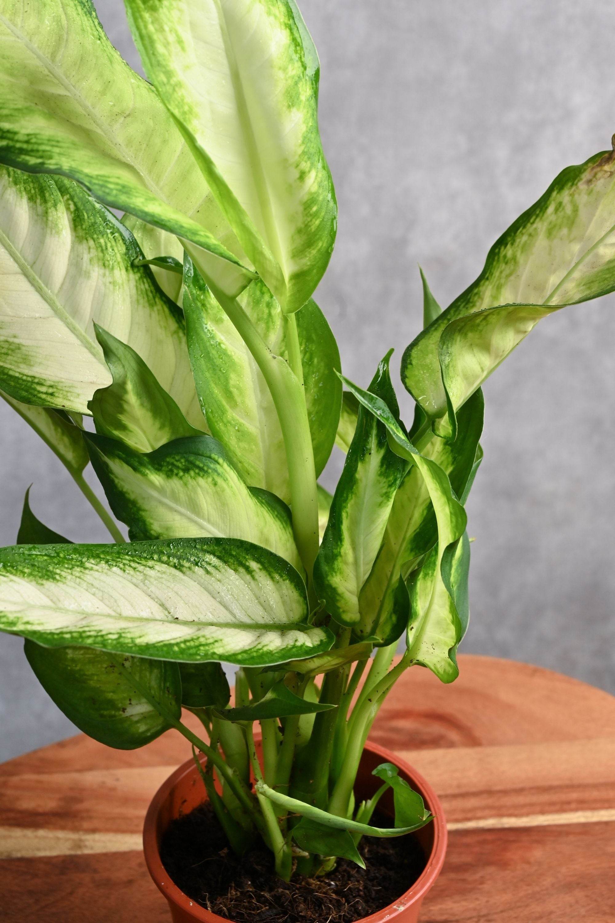 Indoor Plant Medium 30-40 cms Dieffenbachia Maculata Dieffenbachia Maculata