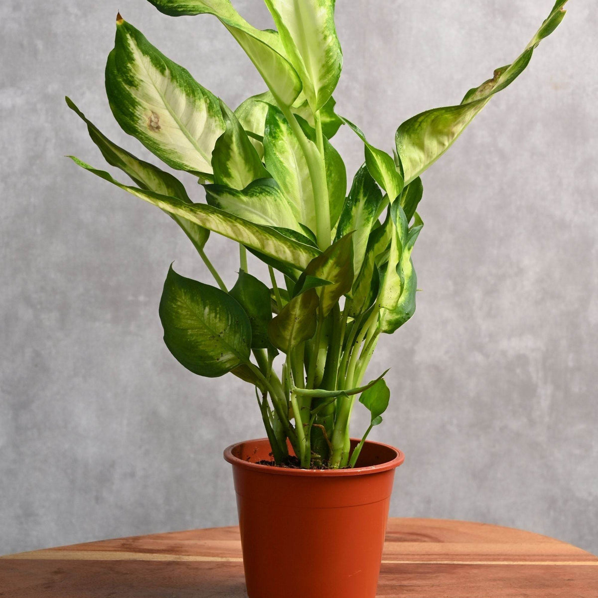 dieffenbachia maculata pet safe Dieffenbachia Maculata – Adplants