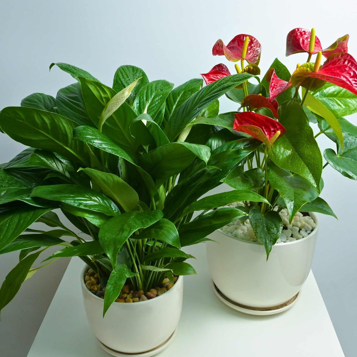 anthurium andraeanum availability Gifting Duo