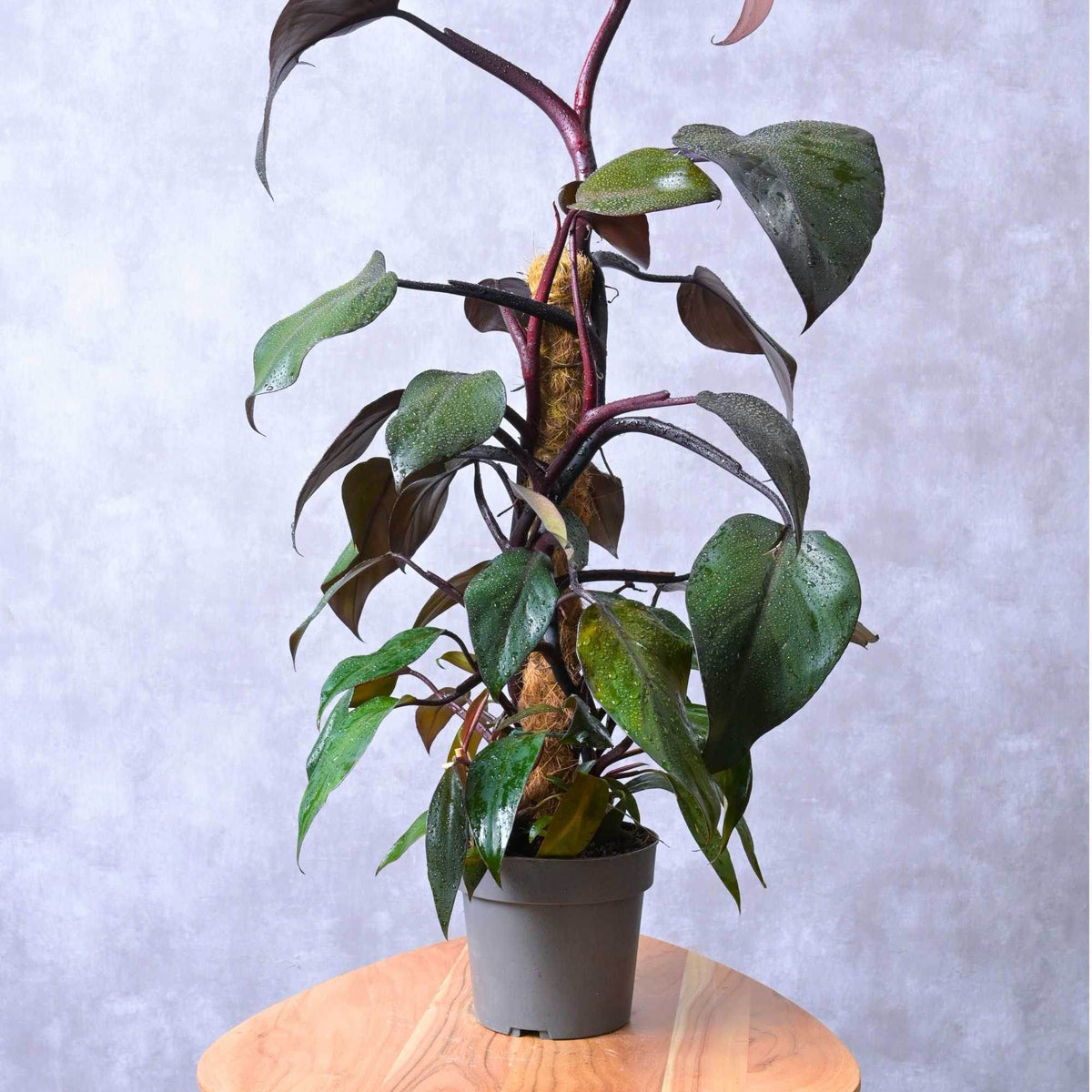 philodendron royal Philodendron 'Imperial Red' – Adplants