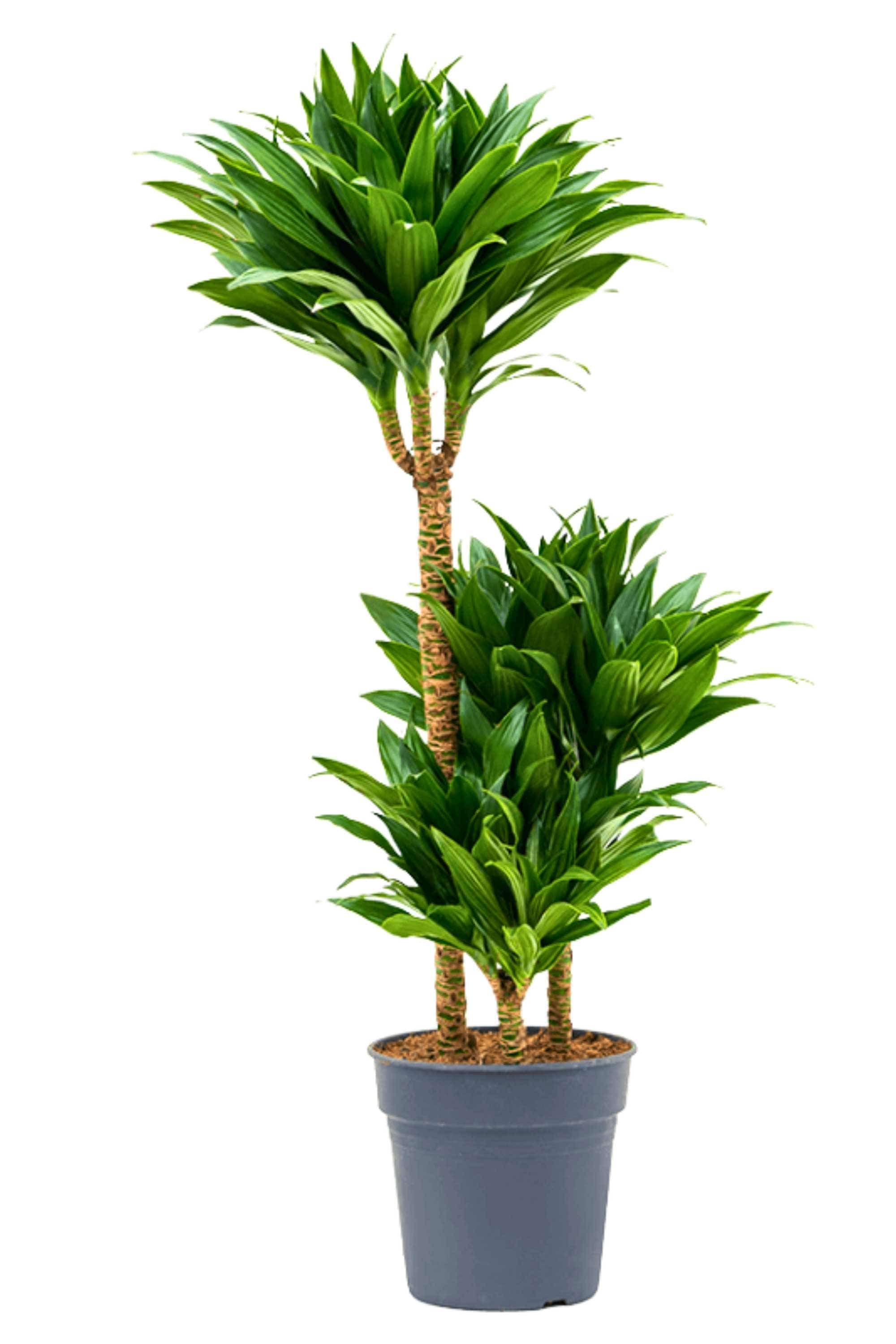 Indoor Plant Medium 3pp 120 cms Dracaena deremensis Compacta Dracaena deremensis Compacta