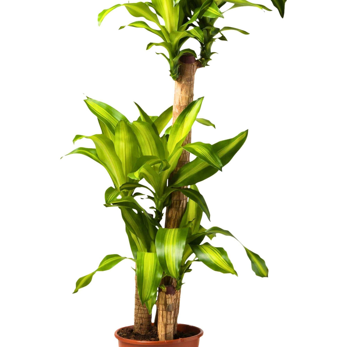 Dracaena fragrans massangeana – Adplants