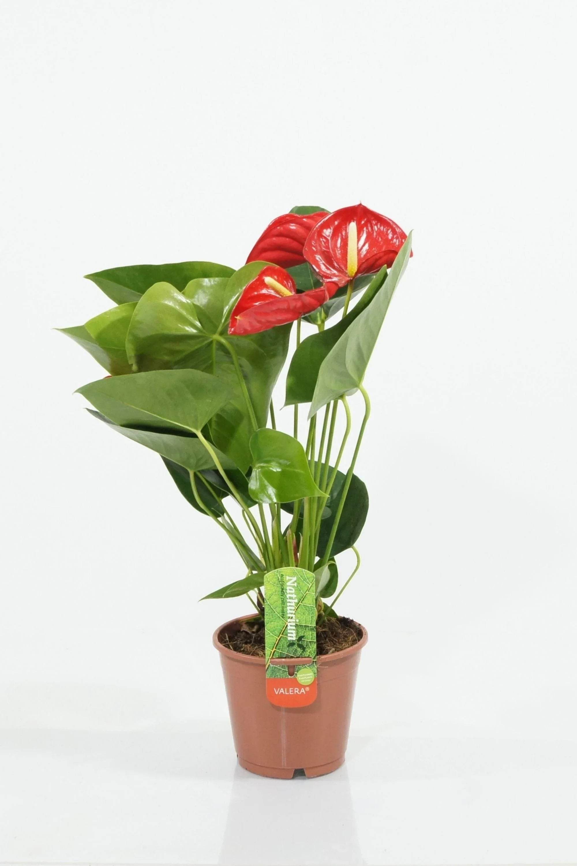 Indoor Plant Medium 40-50 cms / Default Plastic Pot Anthurium Andraeanum Anthurium Andraeanum